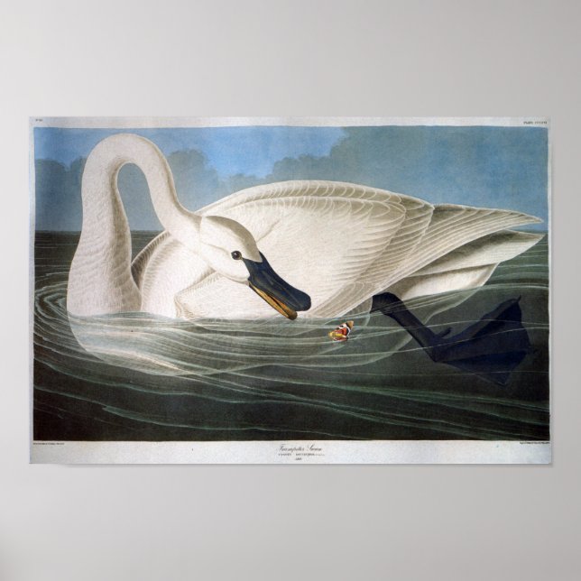 Poster Trompeter Swan, John James Audubon (Frente)