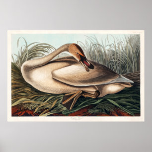 Poster Trompeter Swan por John James Audubon