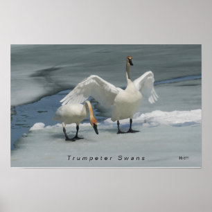 Poster Trompeter Swans no norte Michigan