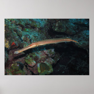 Póster Trompetfish II