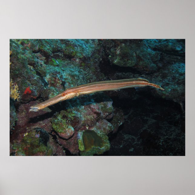 Póster Trompetfish II (Frente)