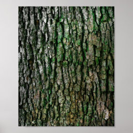 Poster Tronco de árvores (Latido de madeira)