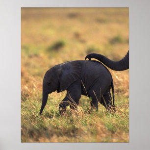 Póster Tronco de prole tocante do elefante, Kenya,