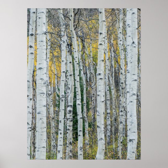 Poster Troncos de Árvore Aspen | Aspen, Colorado (Frente)