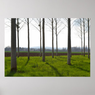 Poster Troncos de árvores e campos franceses