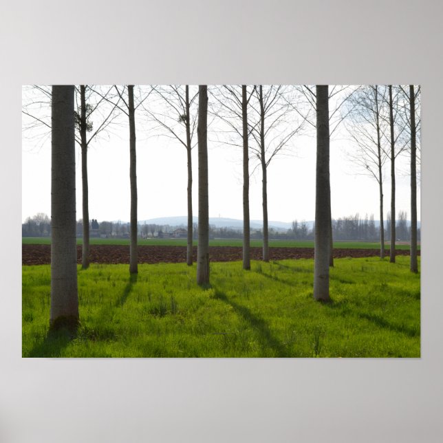 Poster Troncos de árvores e campos franceses (Frente)