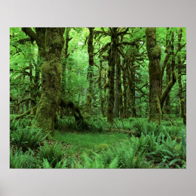 Póster Troncos de árvores e fornos no chão da floresta de (Frente)