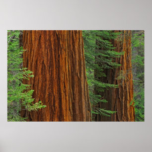 Póster troncos de sequóia gigante na floresta, Yosemite