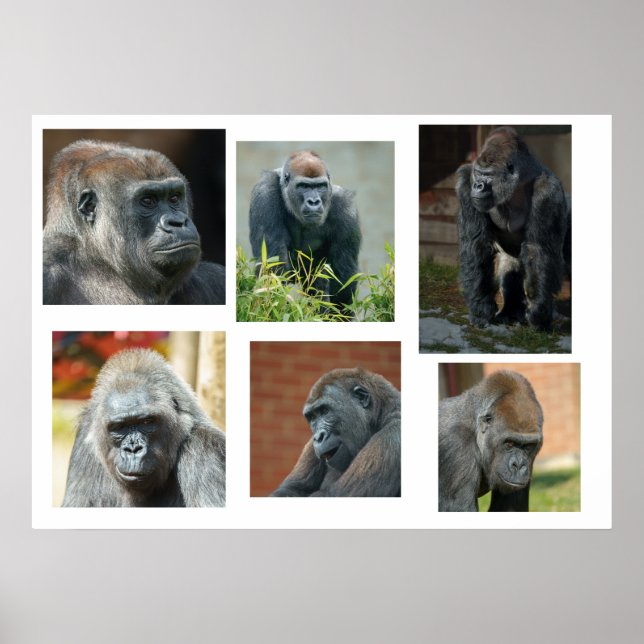 Poster Tropa de Gorila (Frente)