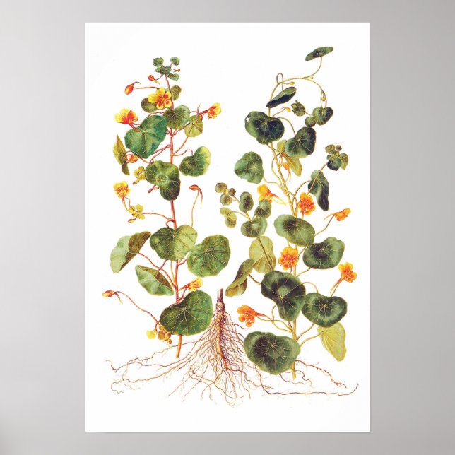 Póster Tropaeolum majus (Frente)