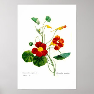 Poster Tropaeolum majus (nasturtium)