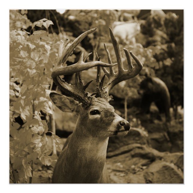 Póster Trophy Deer (Frente)