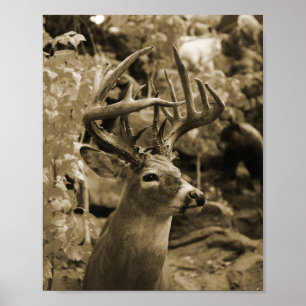 Poster Trophy Deer