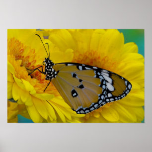 Póster Tropical Butterflies