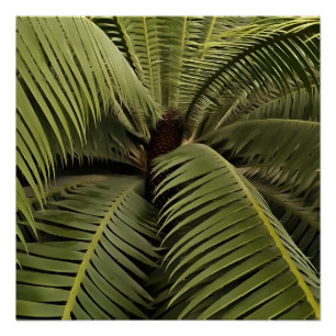 Póster Tropical Palm Botanical Art Dioon Spinulosum 
