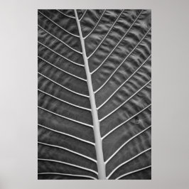 Poster Tropical Palm Leaf Black and White Photograph