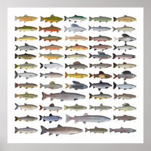Poster Trout, Char, Grayling, Hucho e Whitefish Group