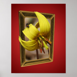 Póster Trout Lily Flower Out Of Bounds