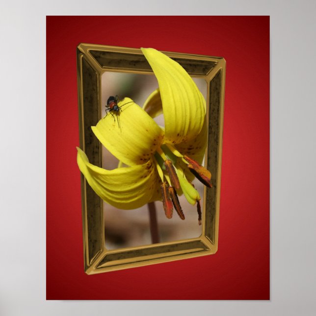 Póster Trout Lily Flower Out Of Bounds Art (Frente)