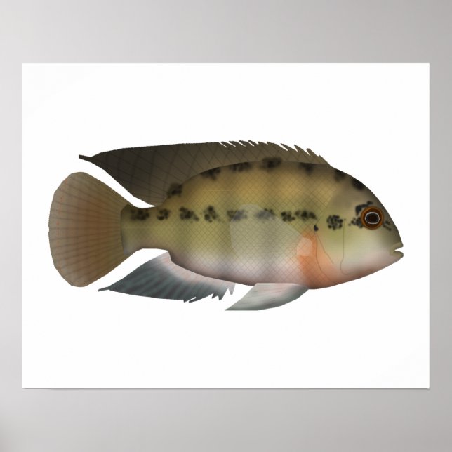 Poster True Parrot Cichlid (Frente)