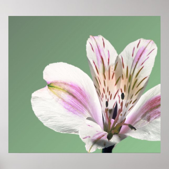 Póster Trumpet Lily (Frente)