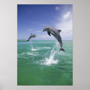 Póster Truncatus) do Tursiops dos golfinhos de Bottlenose