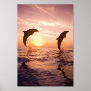 Póster Truncatus) do Tursiops dos golfinhos de Bottlenose