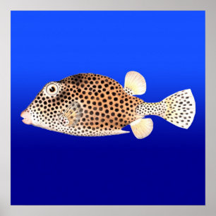 Póster Trunkfish manchado no fundo azul