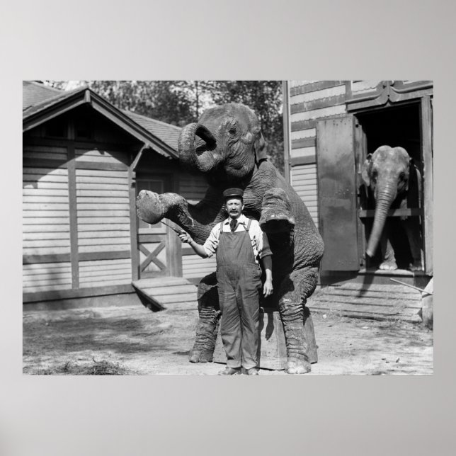 Póster Truque de Elefante Inteligente, 1910 (Frente)