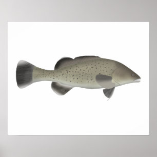 Poster Trut Cod