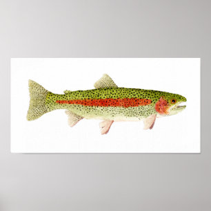 Póster Truta de arco-íris