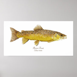 Poster Truta de Brown