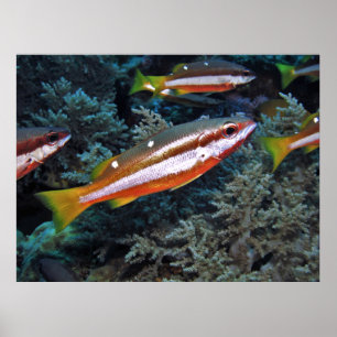 Poster Truta de coral