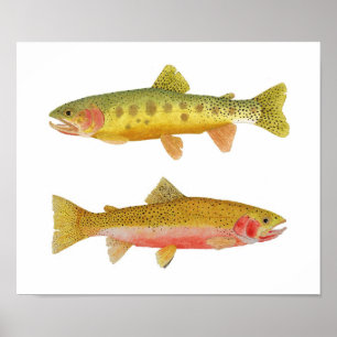 Póster Truta de Cutthroat