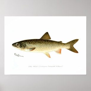 Poster Truta de lago