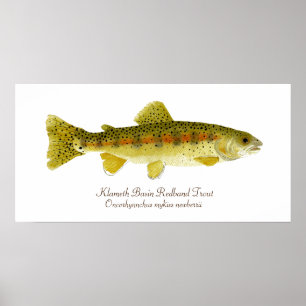 Poster Truta de Redband da bacia de Klameth
