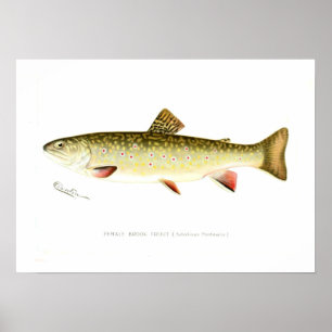 Póster Truta de ribeiro fêmea