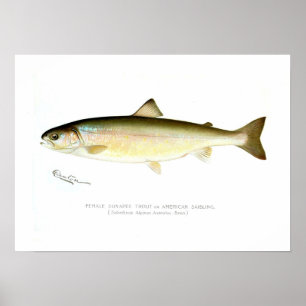 Póster Truta fêmea de Sunapee