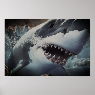 Poster Tubarão