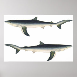 Poster Tubarão Azul Vintage, Vida Marinha do Oceano Aqu