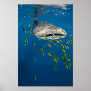 Poster Tubarão Baleia com peixes, Indonésia