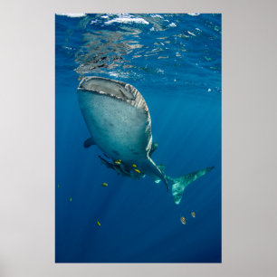 Póster Tubarão Baleia e Peixe