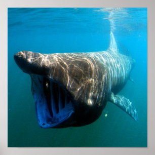 Poster Tubarão Basking (maximus do Cetorhinus)