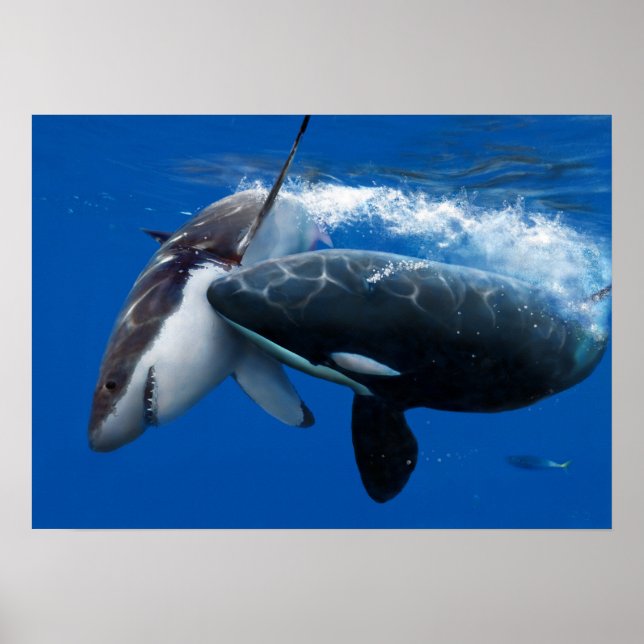 Poster Tubarão-branco-excelente caçador de orca (Frente)