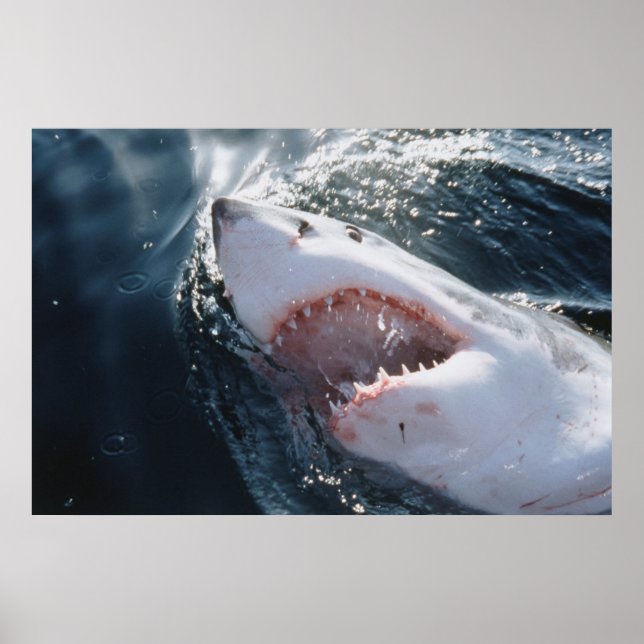 Poster Tubarão Branco no mar (Frente)