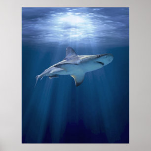 Poster Tubarão de cruzamento