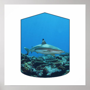 Poster Tubarão-de-ponta-preta, Ilha Yap - Design Fotográf