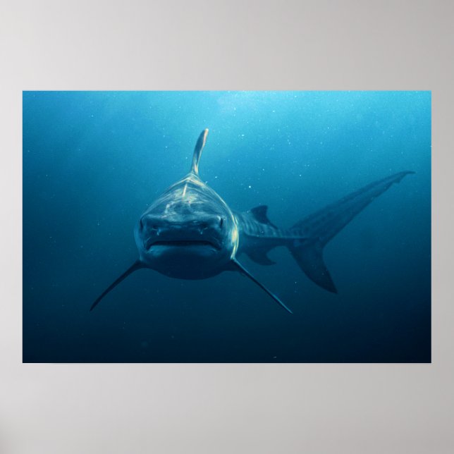 Poster Tubarão debaixo d'água (Frente)