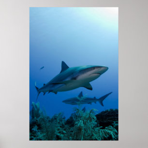 Póster Tubarão-do-recife-caribenho Jardines de la Reina