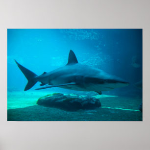 Poster Tubarão-dusky (Carcharhinus Obscurus), Ushaka